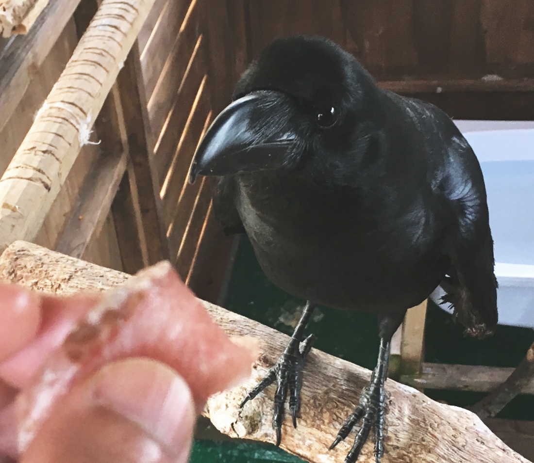 天然ブリを食べるカラス