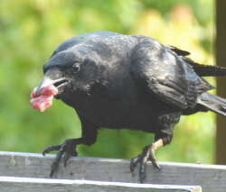 ハシボソカラス