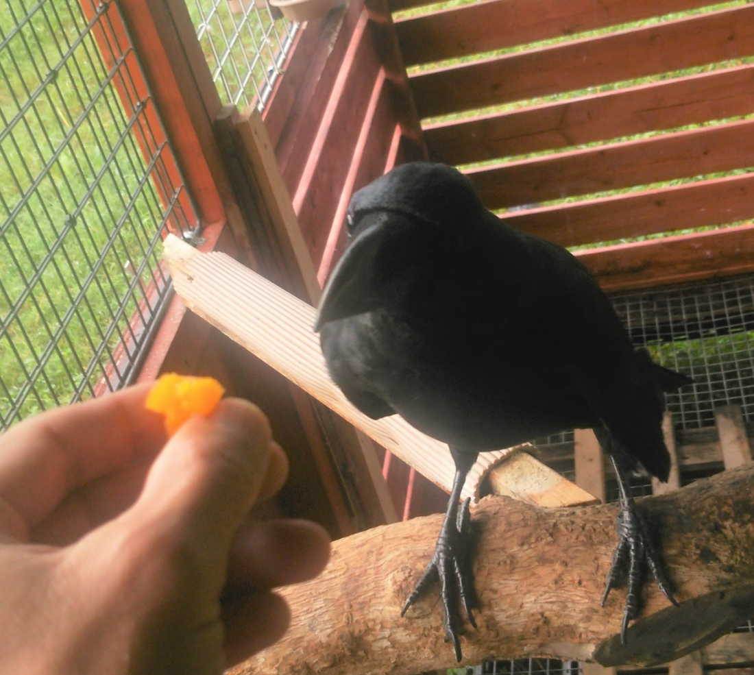 卵黄を食べるカラス