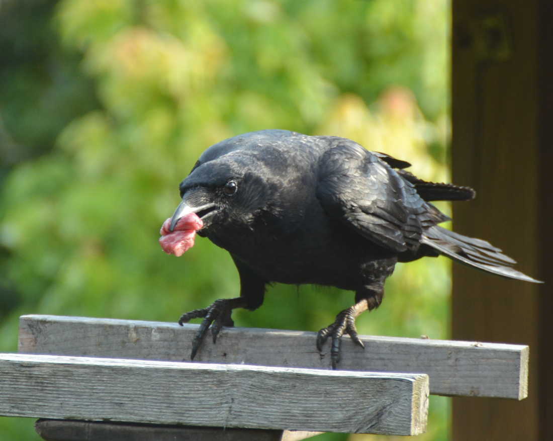 和牛を食べるカラス