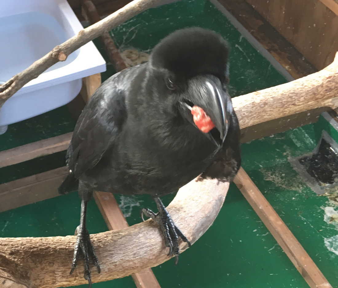 和牛を食べるカラス