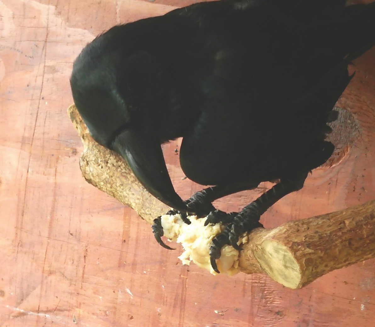 手羽元を食べるカラス