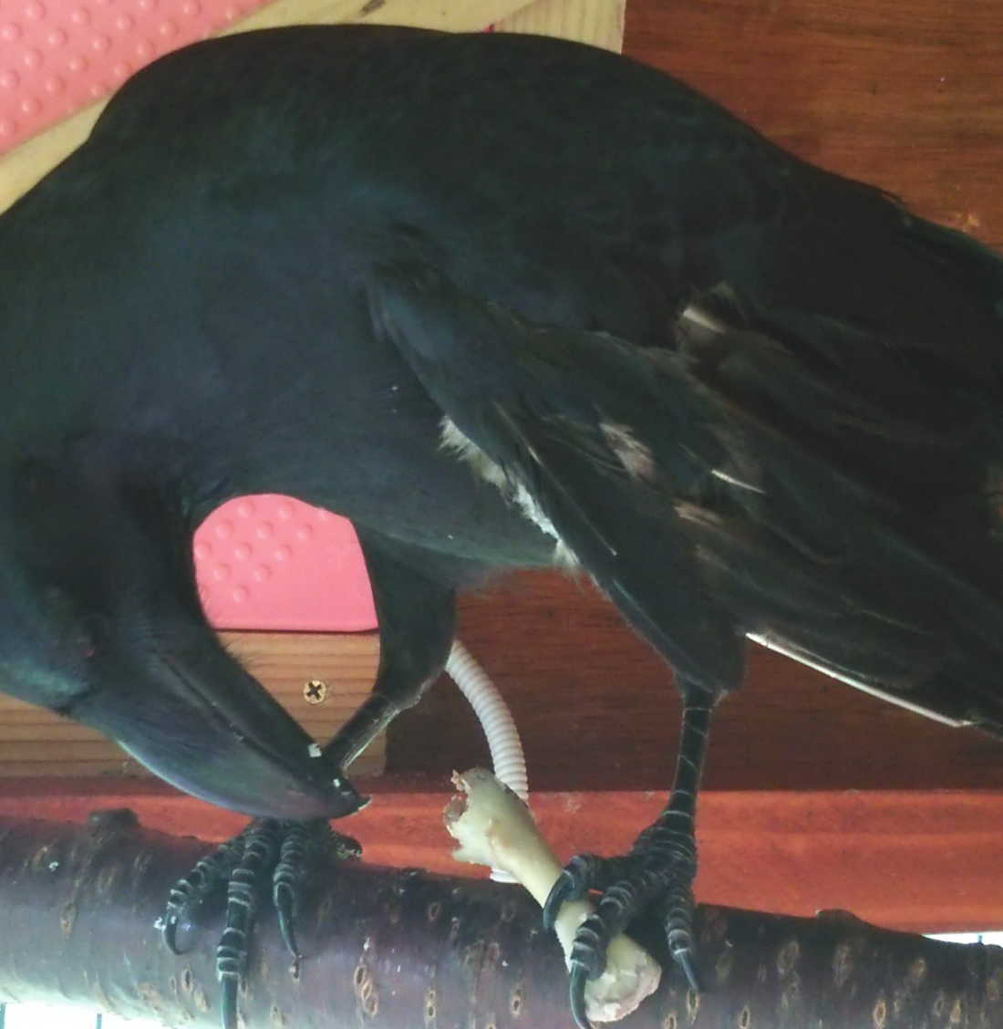 手羽元を食べるカラス