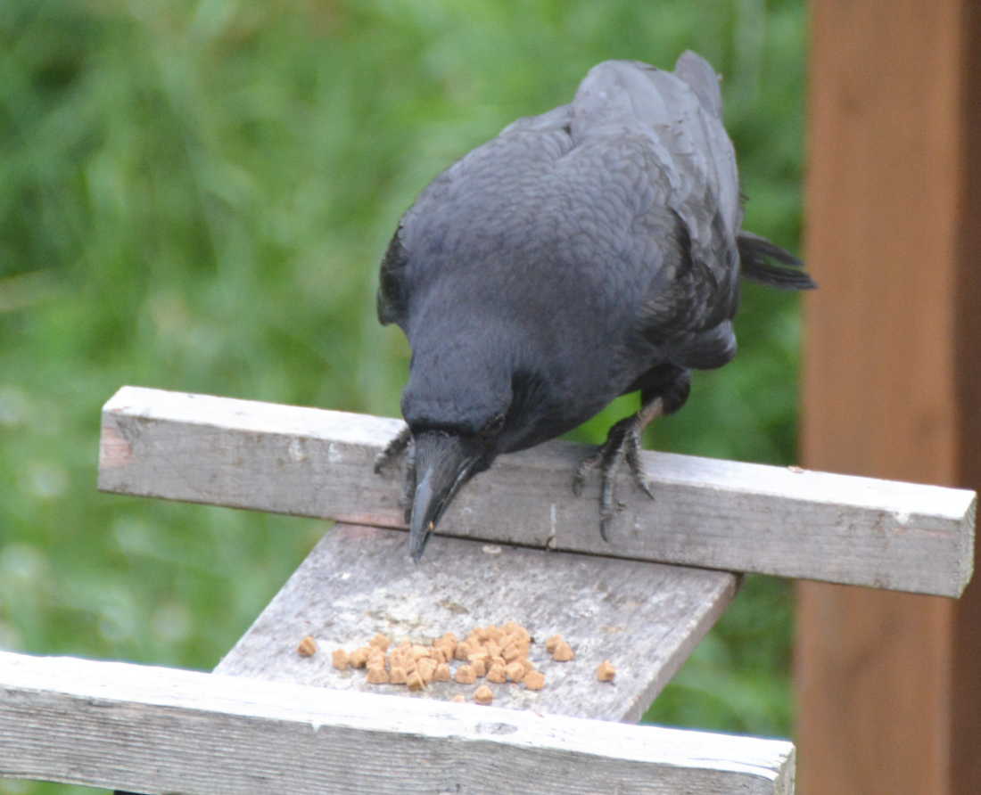 手羽元を食べるカラス