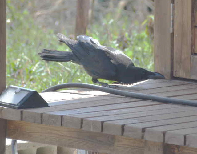 おもしろカラス