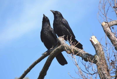ハシボソガラスの夫婦