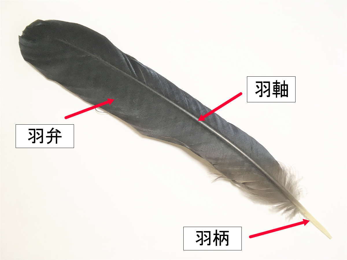 カラスの風切羽