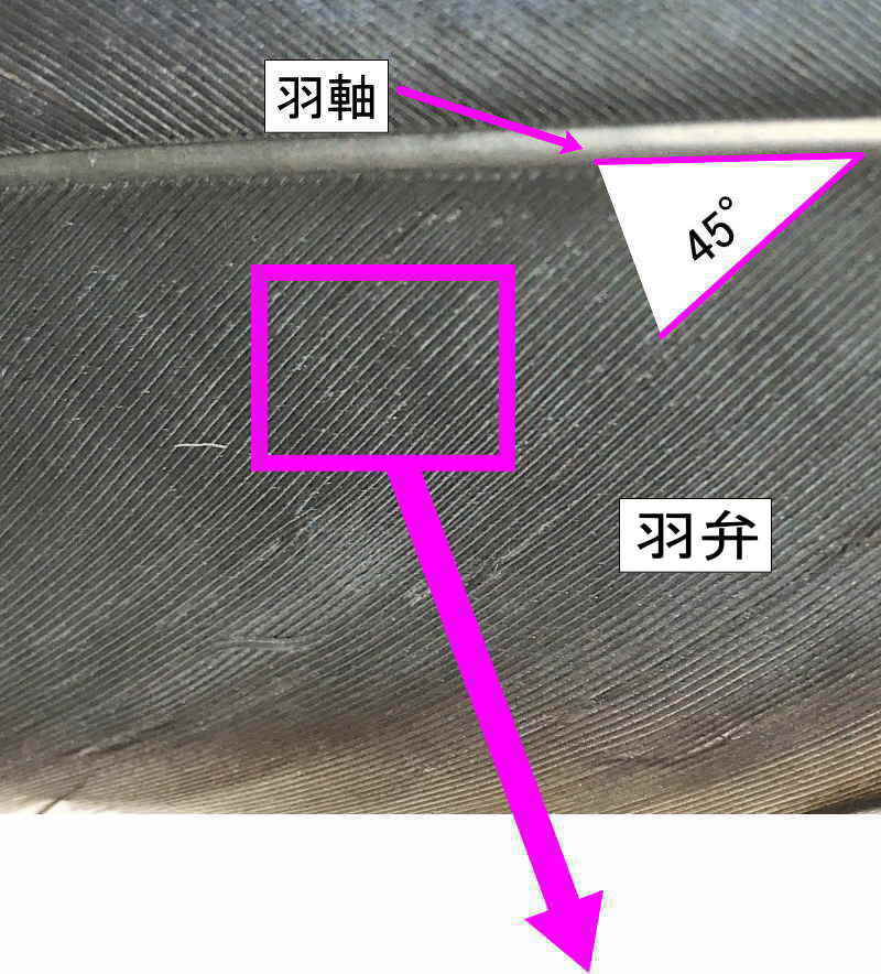 カラスの風切羽