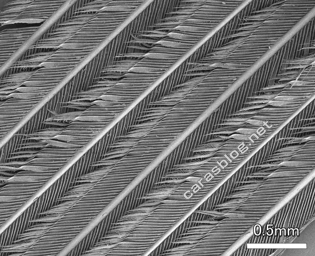 カラスの羽の電子顕微鏡画像