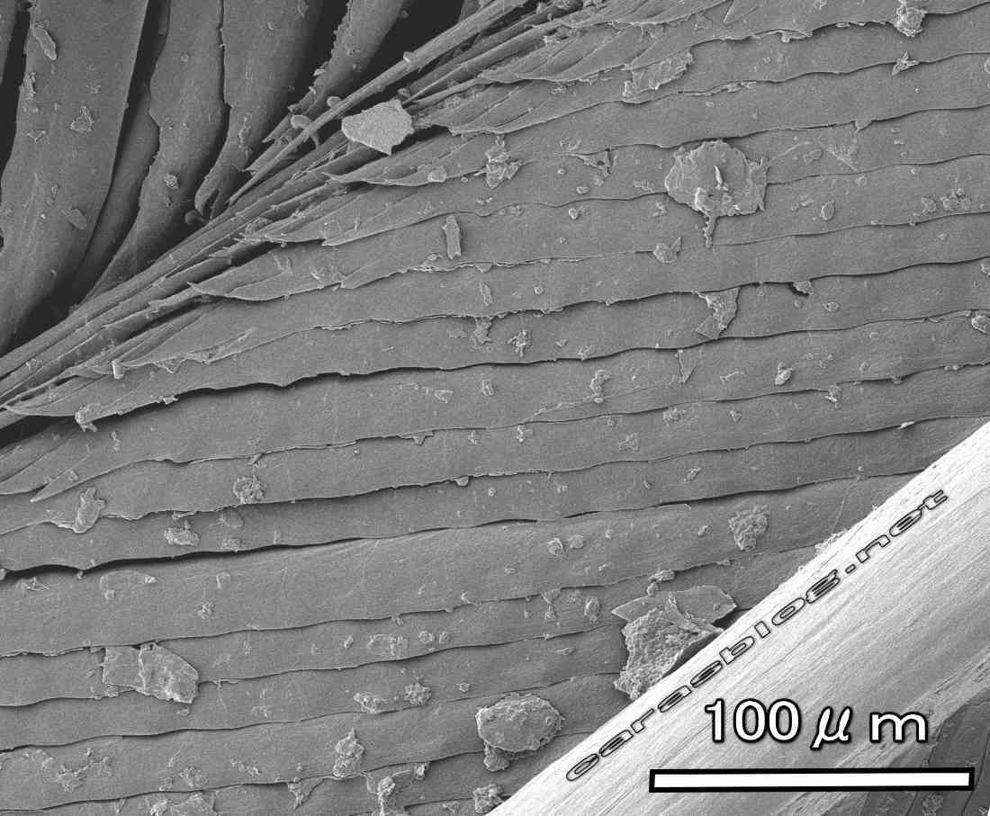 カラスの羽の電子顕微鏡画像