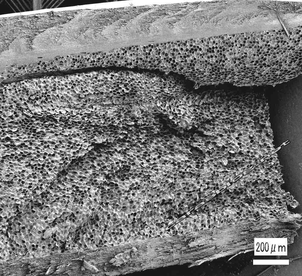 カラスの羽の電子顕微鏡画像