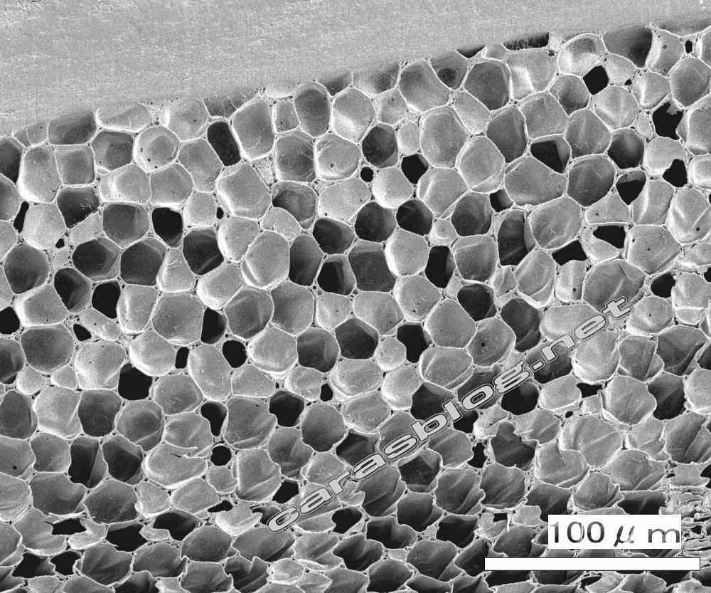 カラスの羽の電子顕微鏡画像