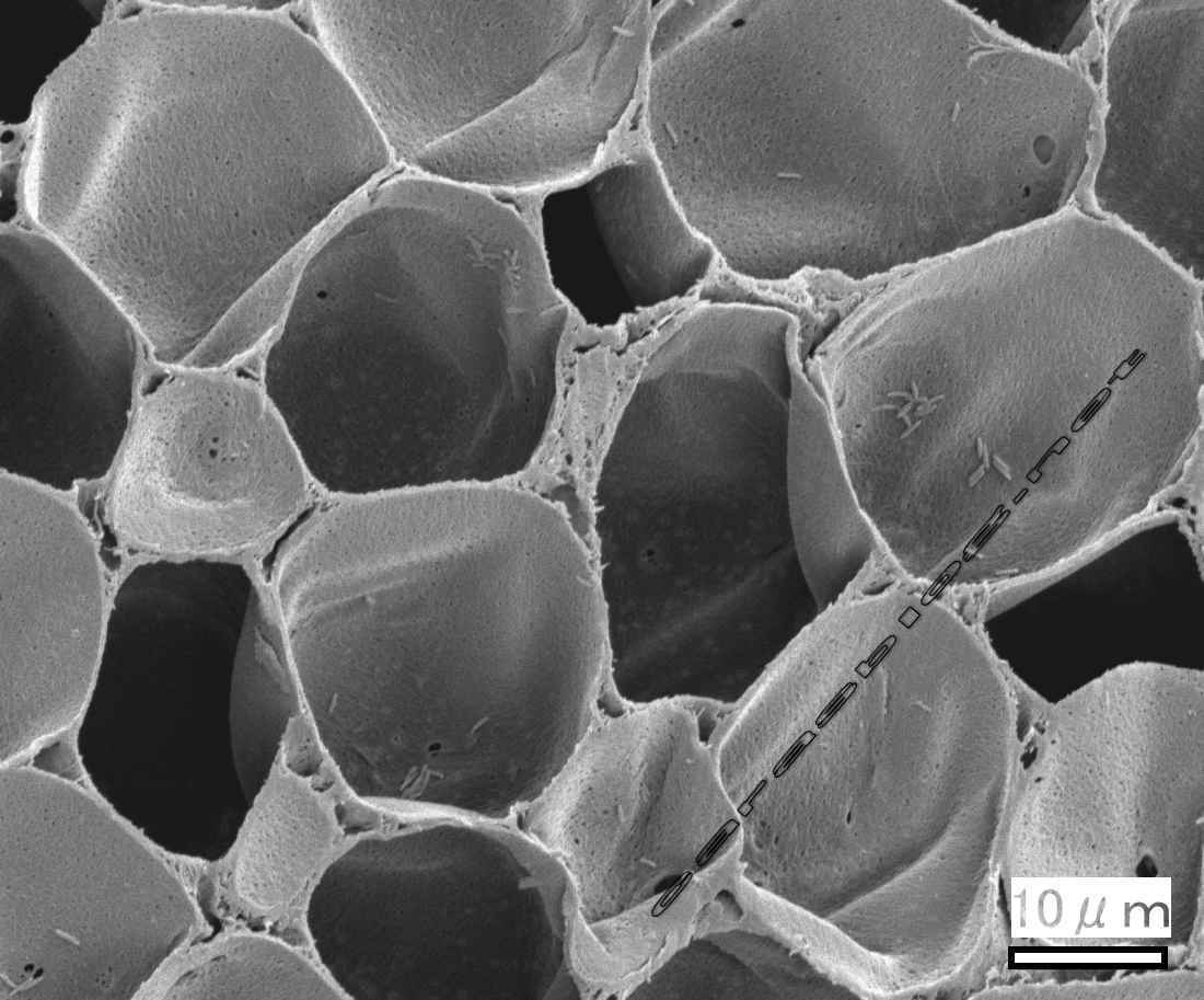 カラスの羽の電子顕微鏡画像