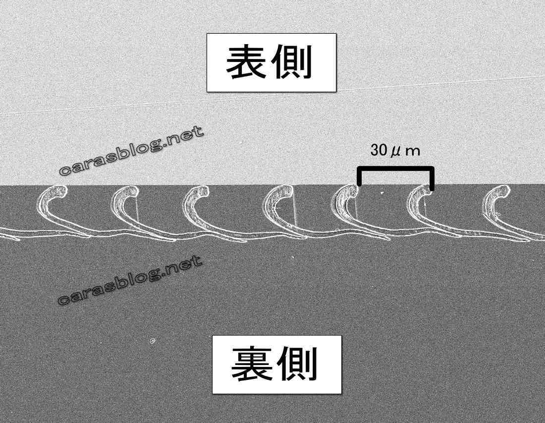 カラスの羽の電子顕微鏡画像