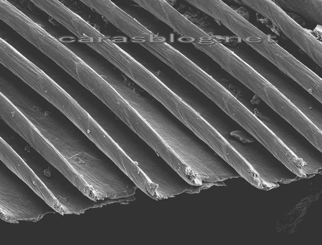 カラスの羽の電子顕微鏡画像