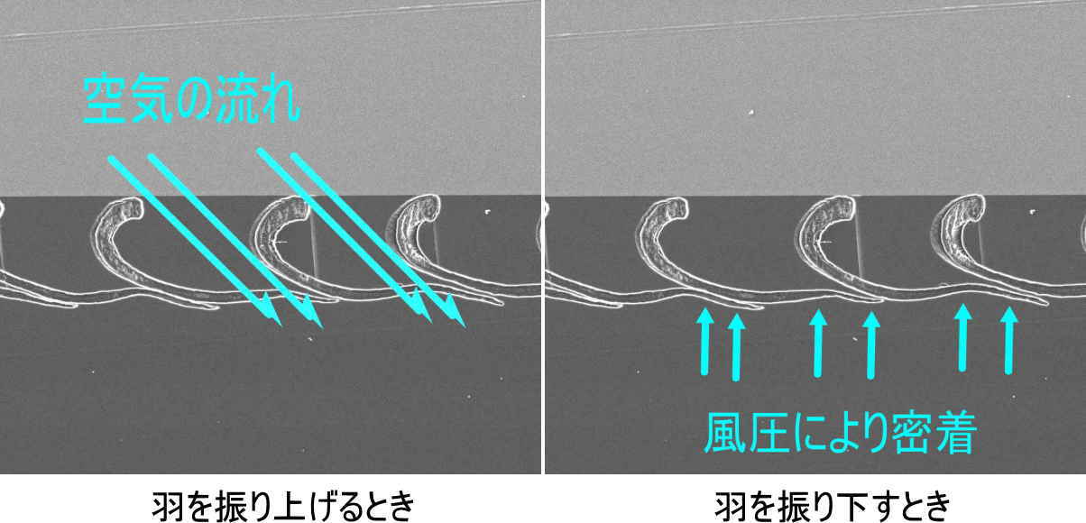 カラスの羽小枝