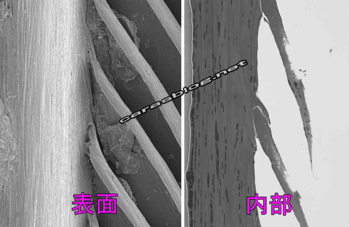 カラスの羽の電子顕微鏡画像