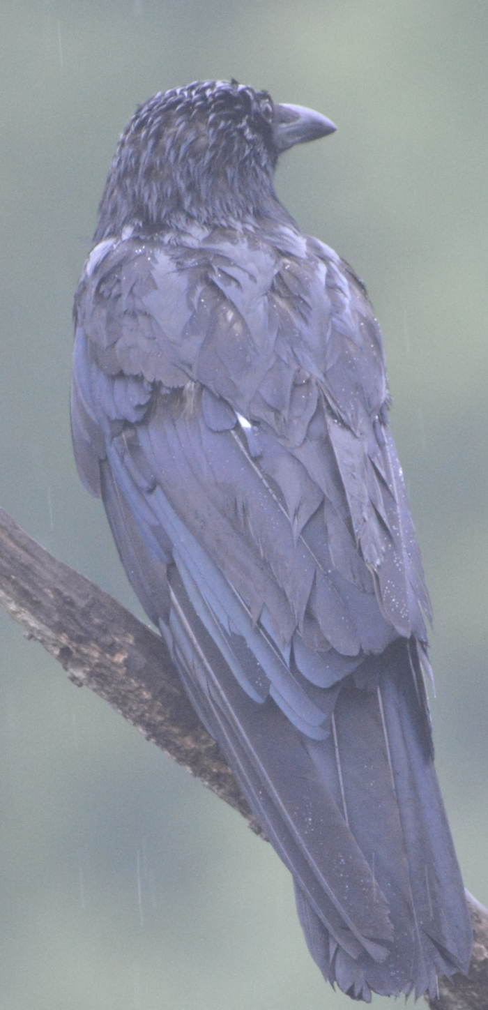 雨に濡れるカラス