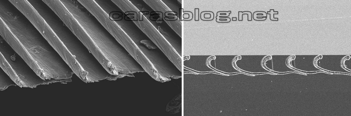 カラスの羽の走査型電子顕微鏡画像