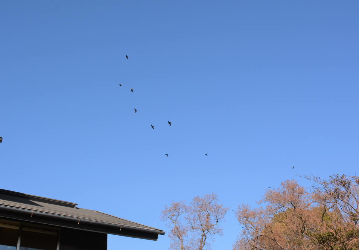 カラスの縄張り争い