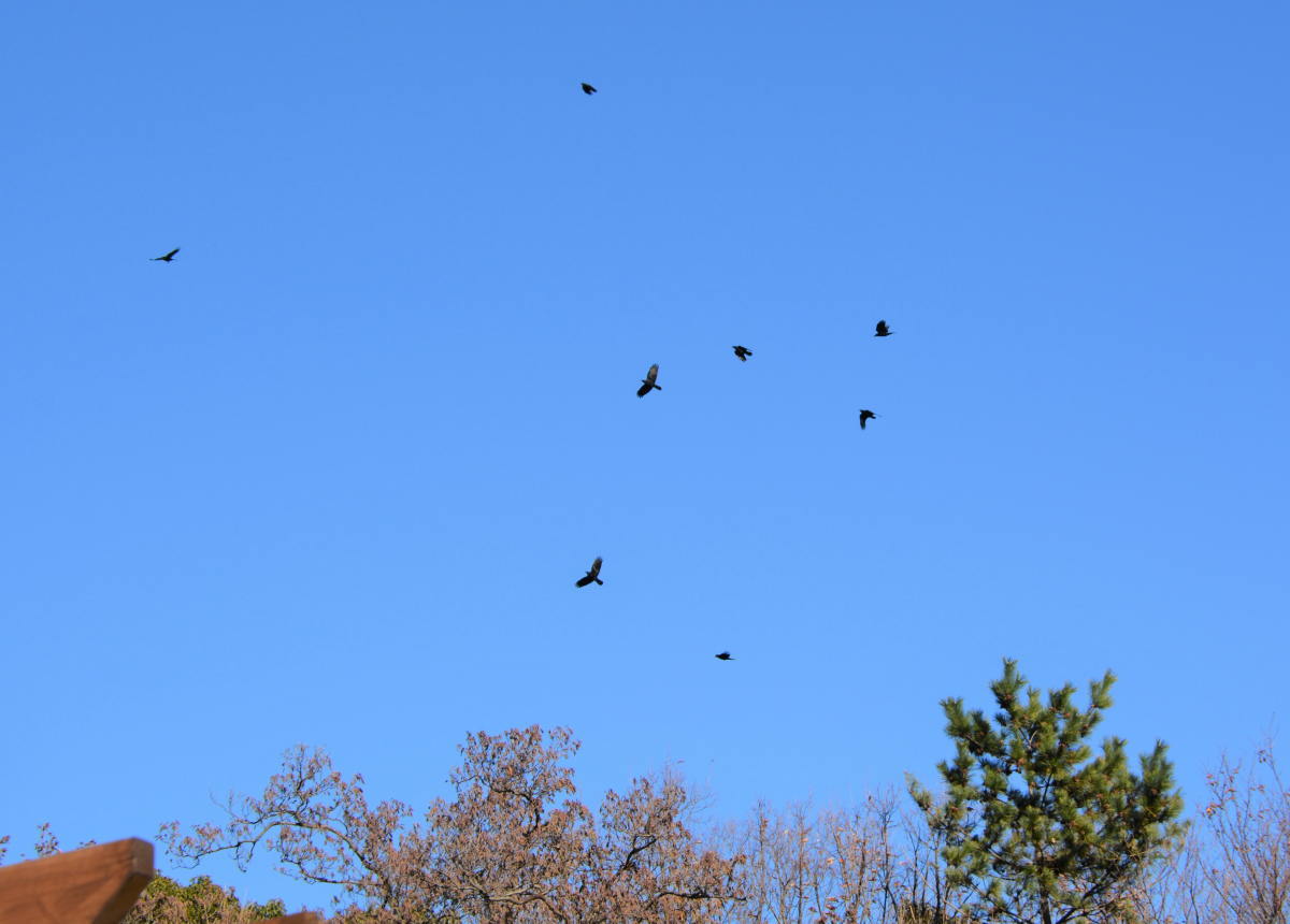 カラスの縄張り争い