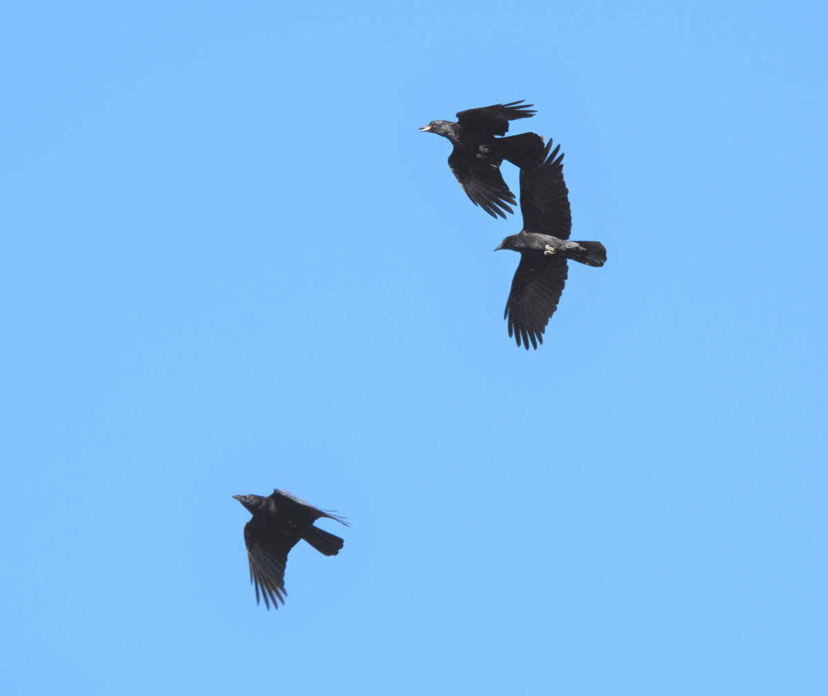 カラスの縄張り争い