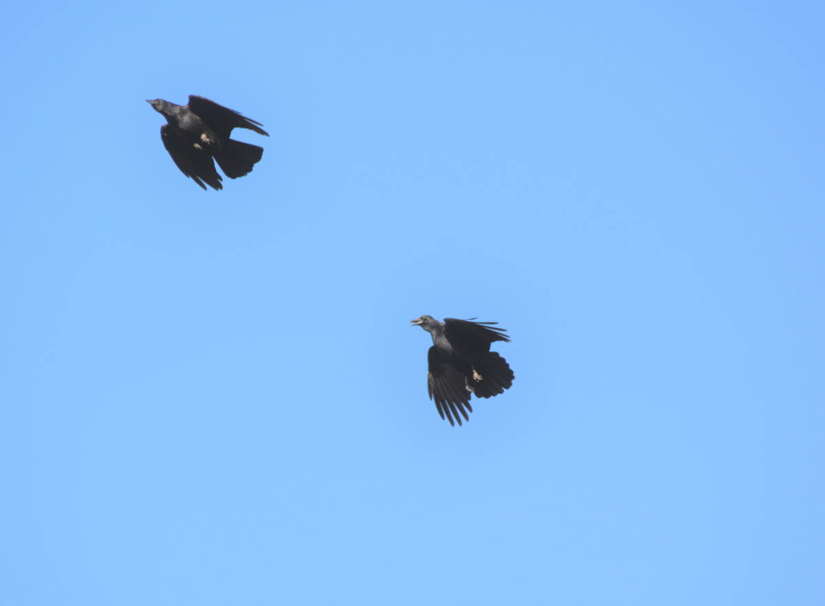 カラスの縄張り争い