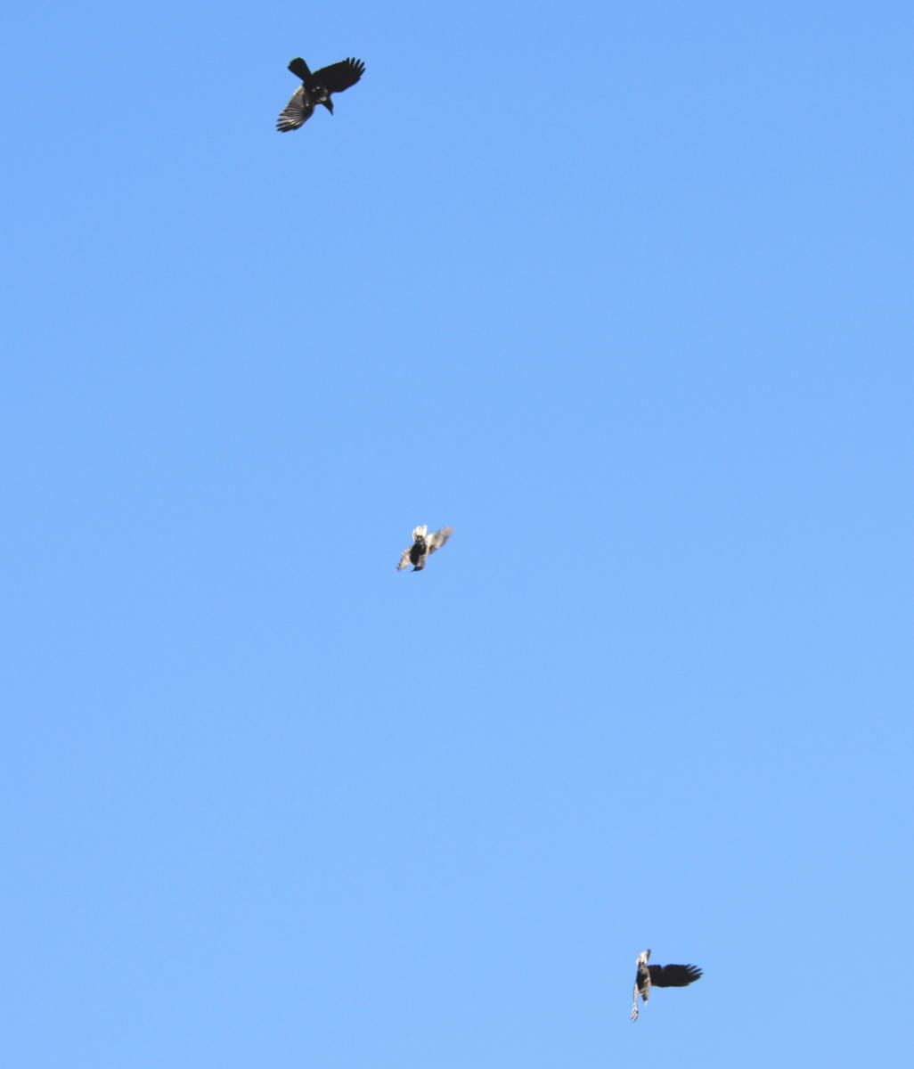 カラスの縄張り争い