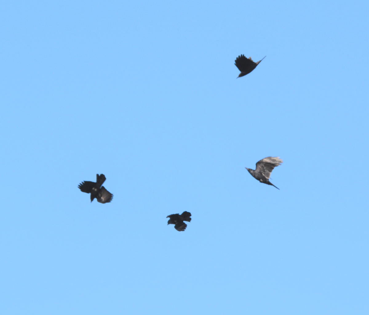 カラスの縄張り争い