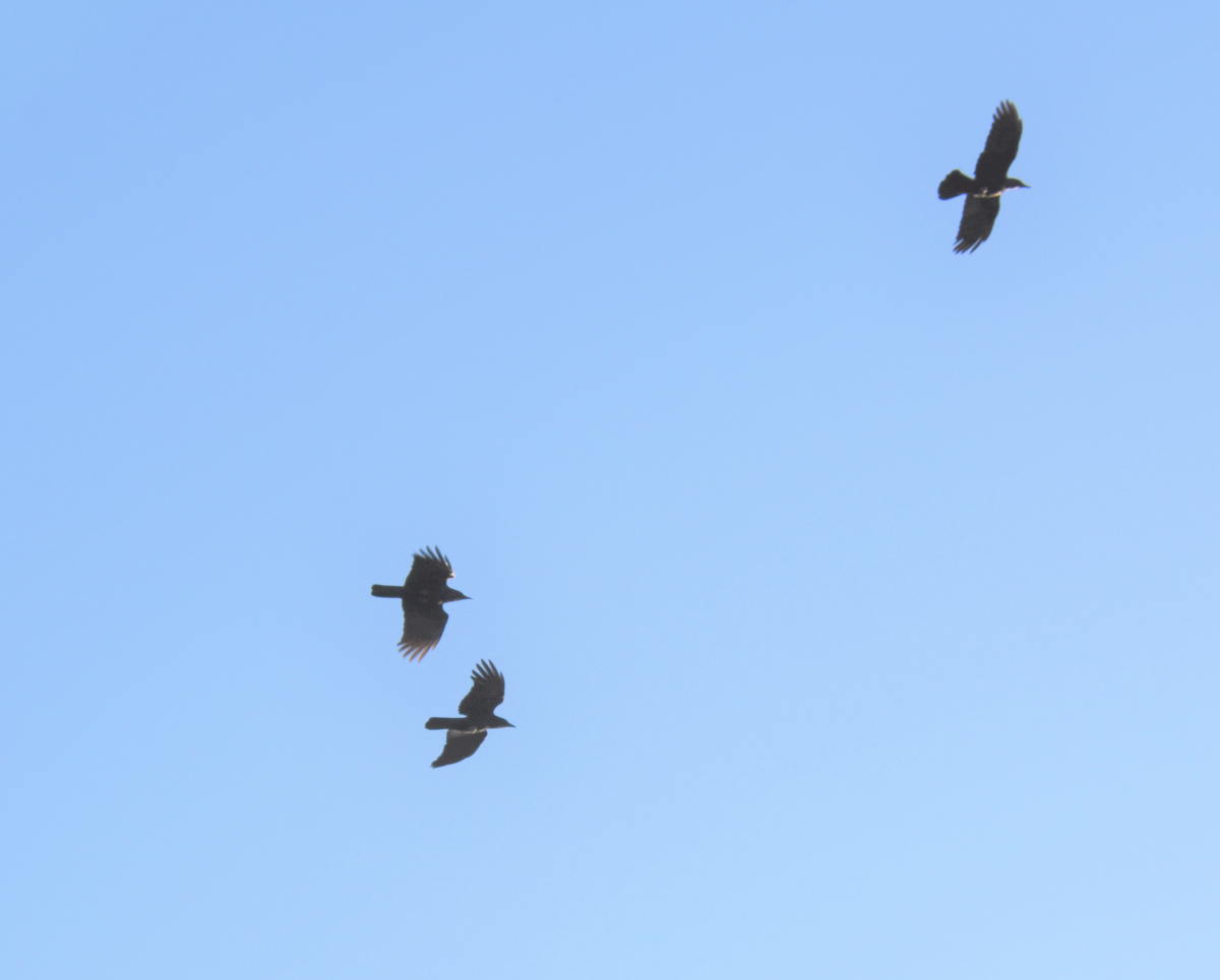 カラスの縄張り争い