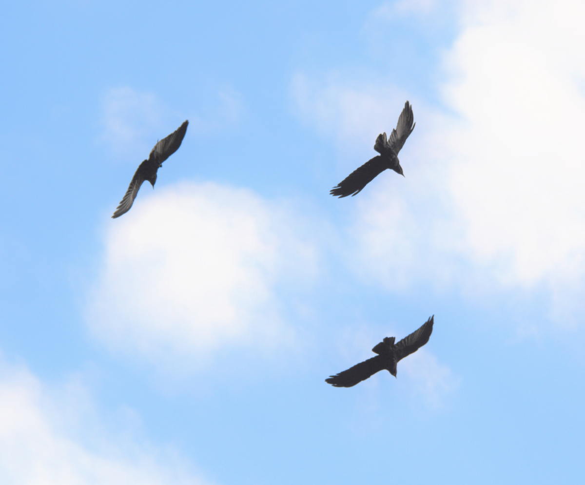 カラスの縄張り争い