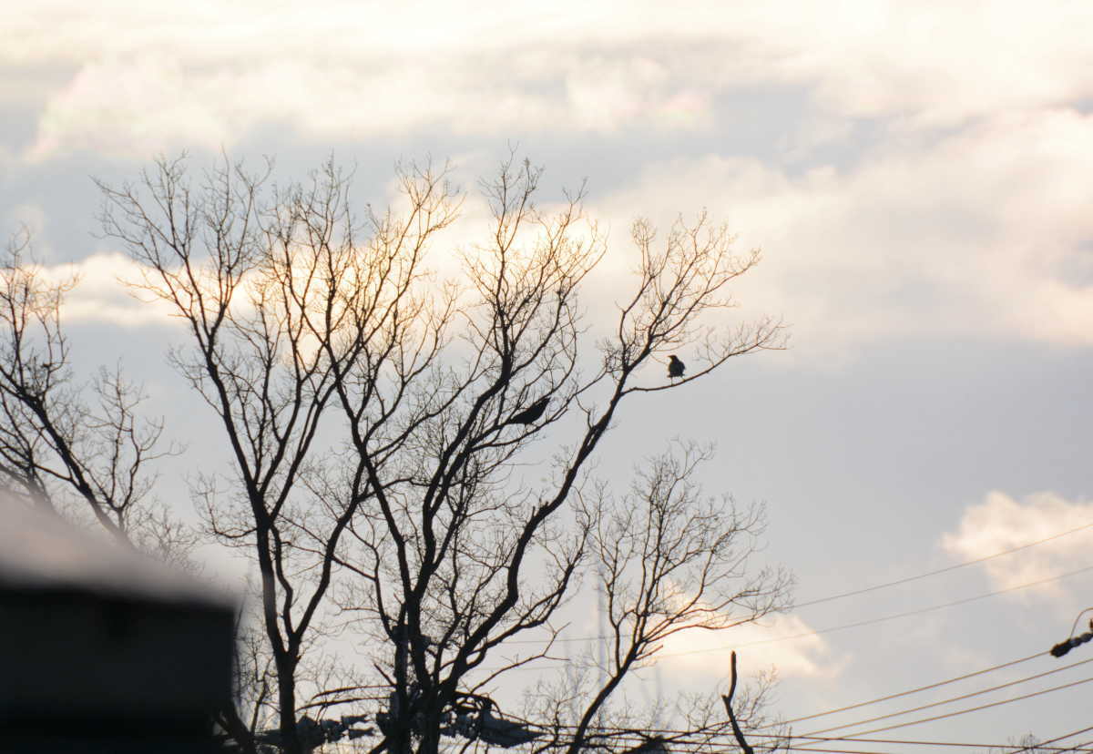 カラスの縄張り争い