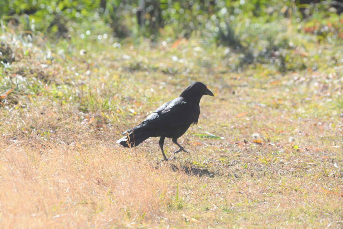 カラスの縄張り争い