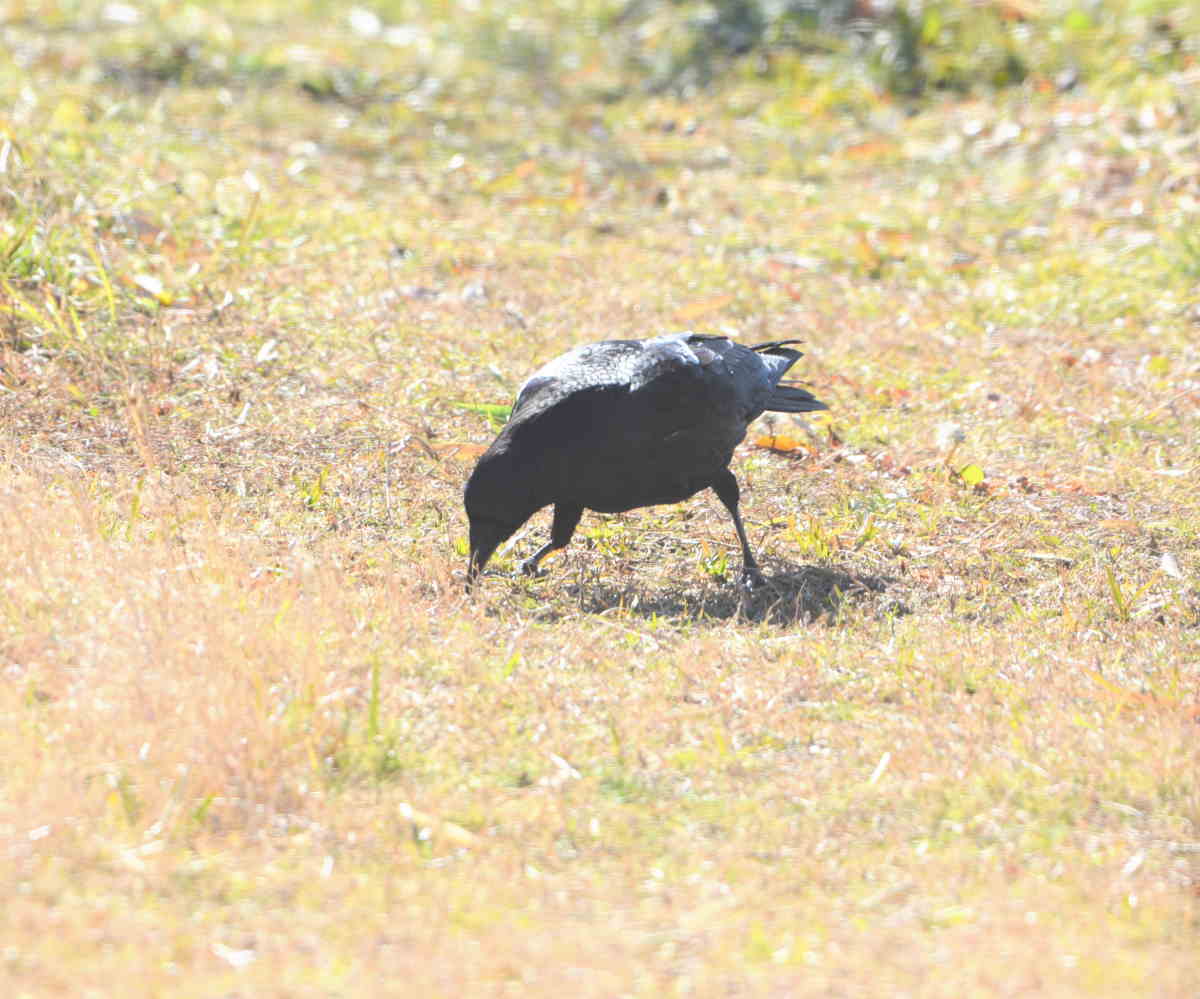 カラスの縄張り争い