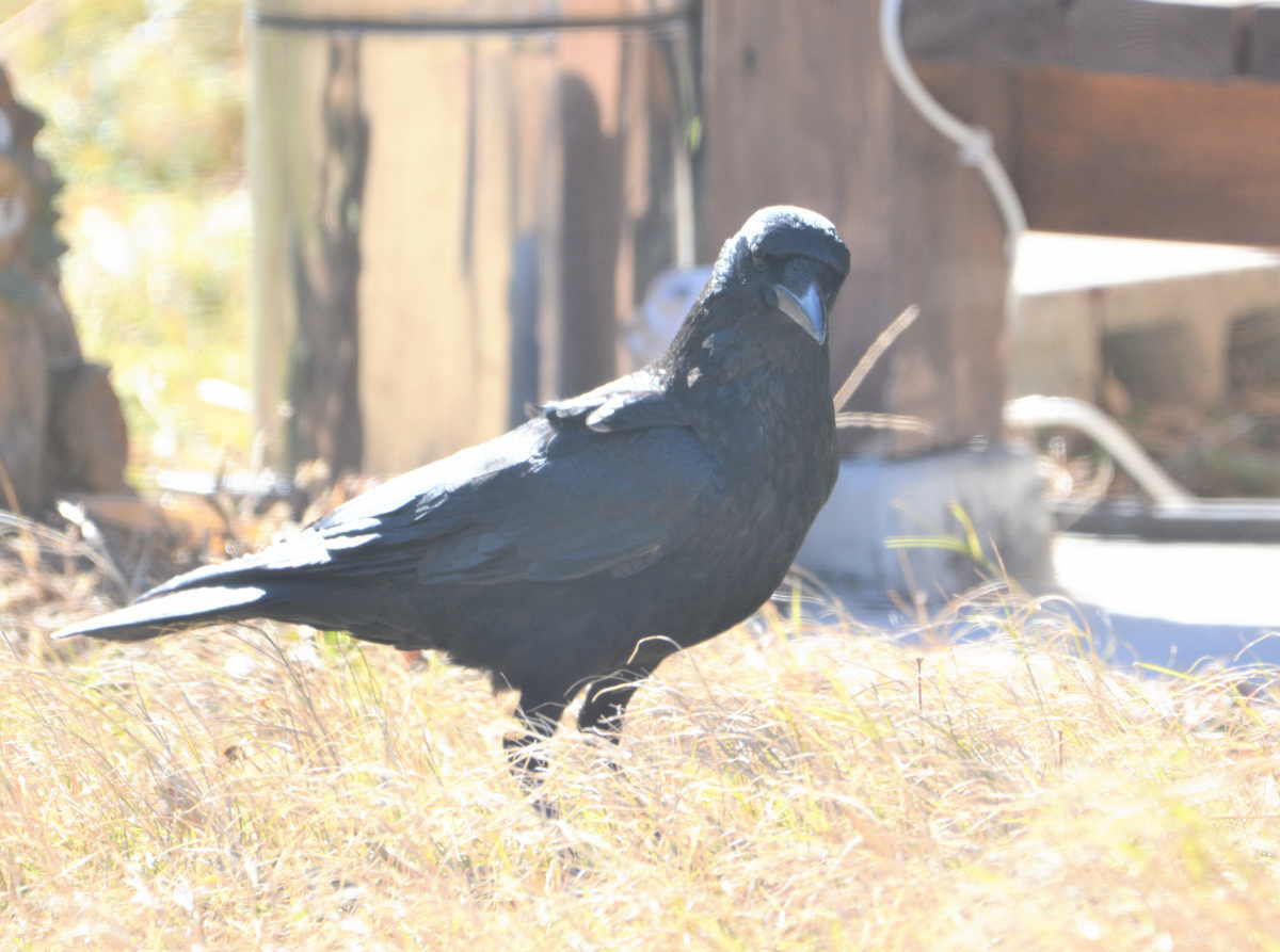 カラスの縄張り争い