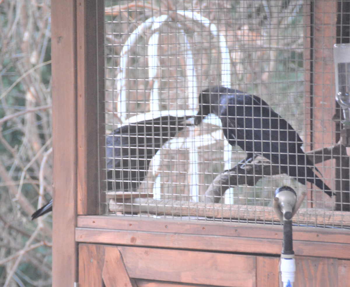 カラスの縄張り争い