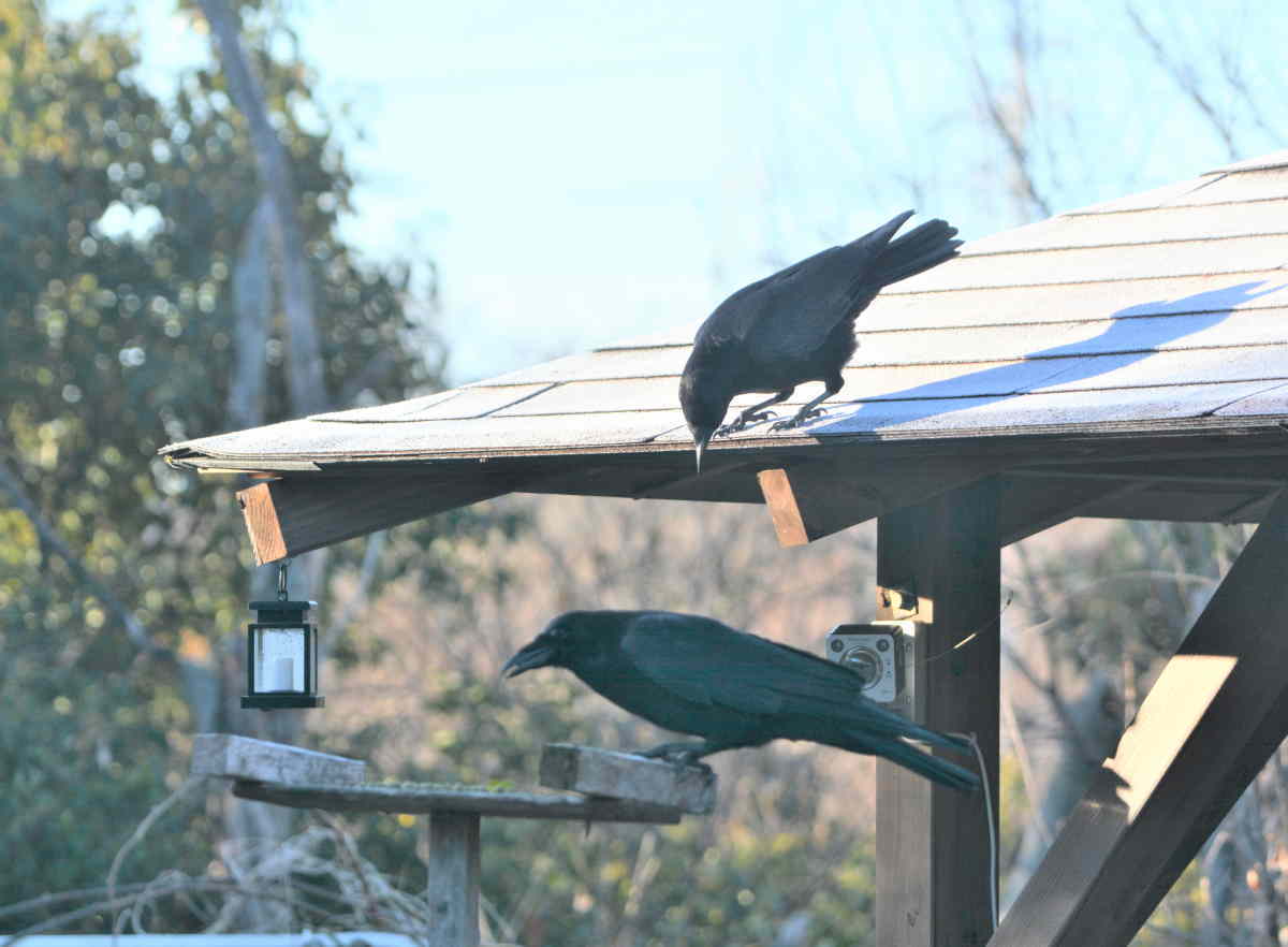 カラスの縄張り争い