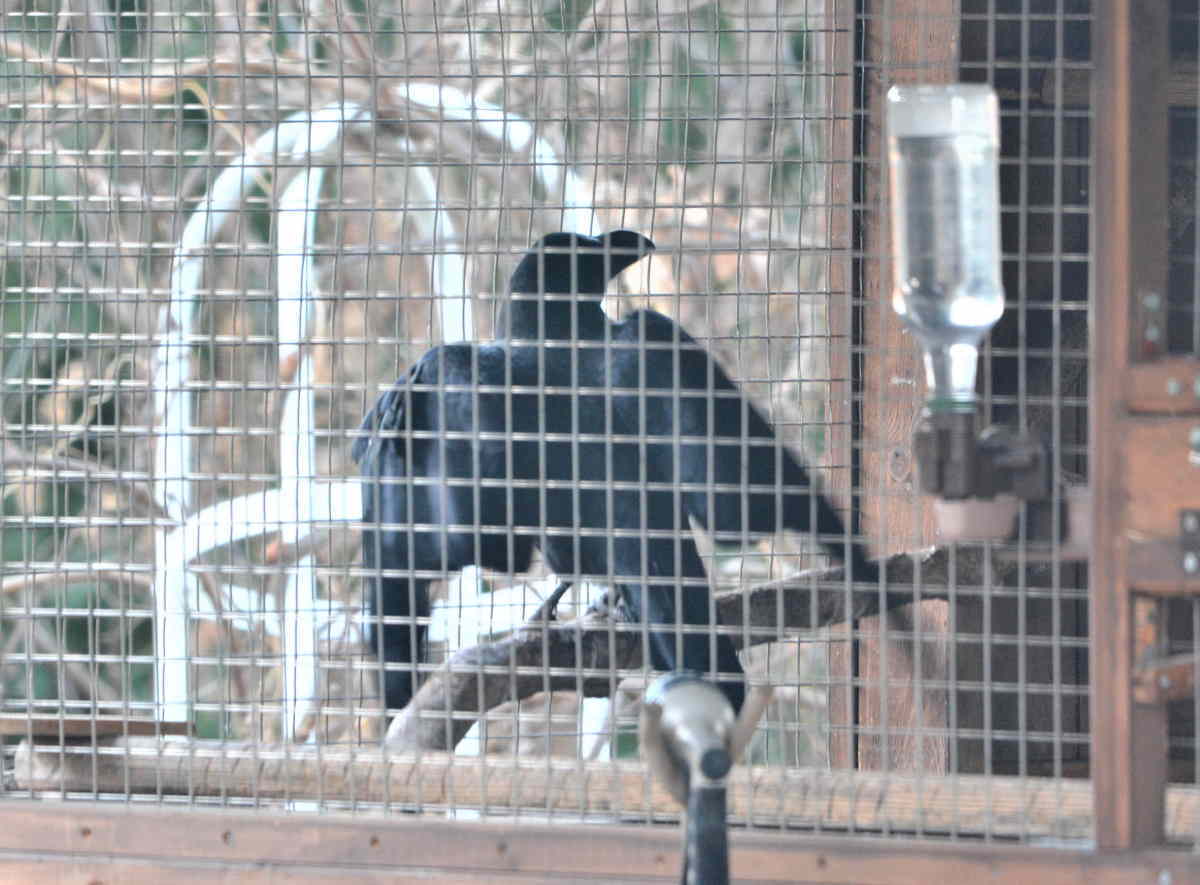 カラスの縄張り争い