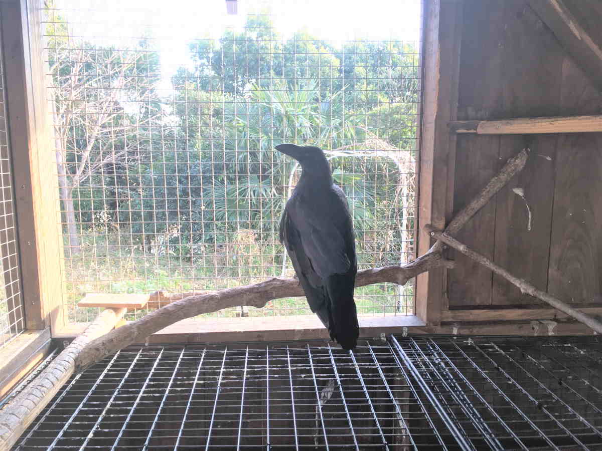 カラスの縄張り争い