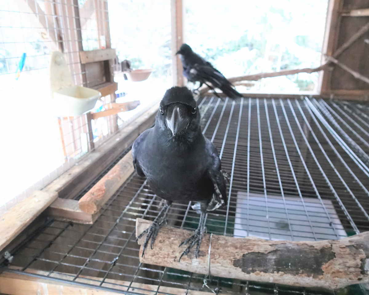 雪の日のカラス