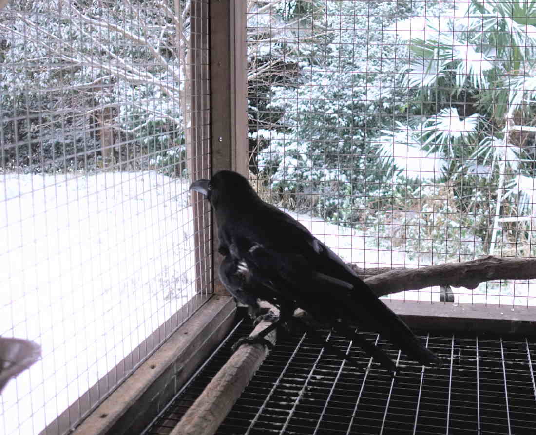 雪の日のカラス