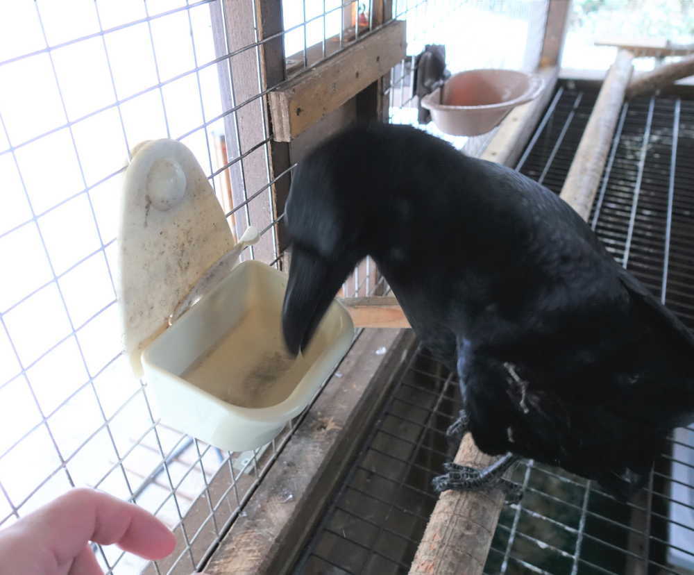 雪の日のカラス