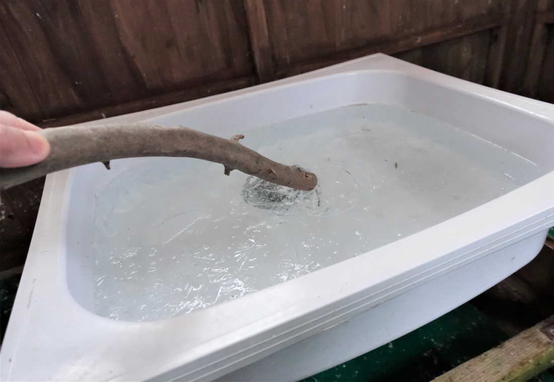 雪の日のカラス