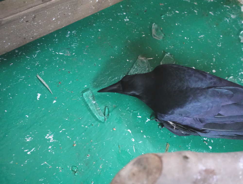 雪の日のカラス