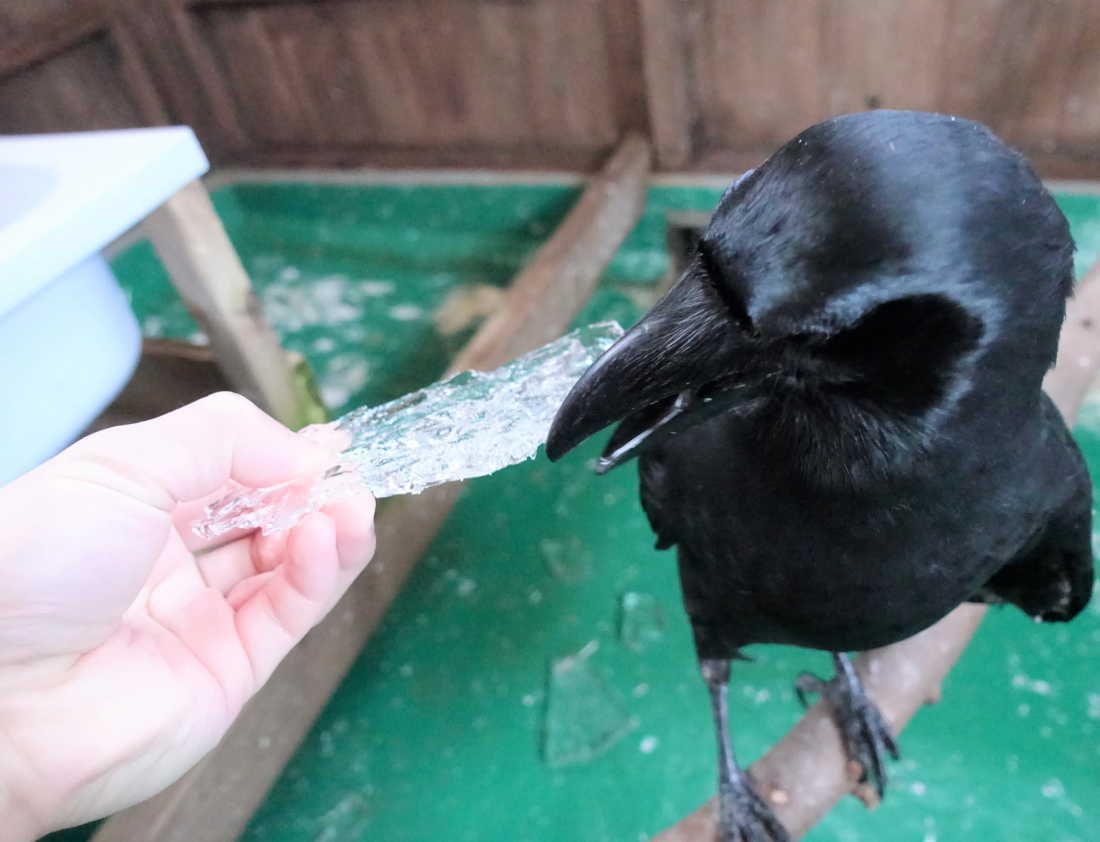 雪の日のカラス