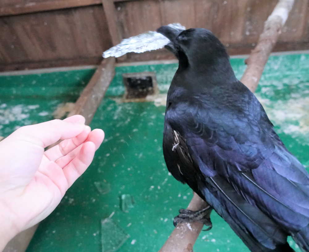 雪の日のカラス