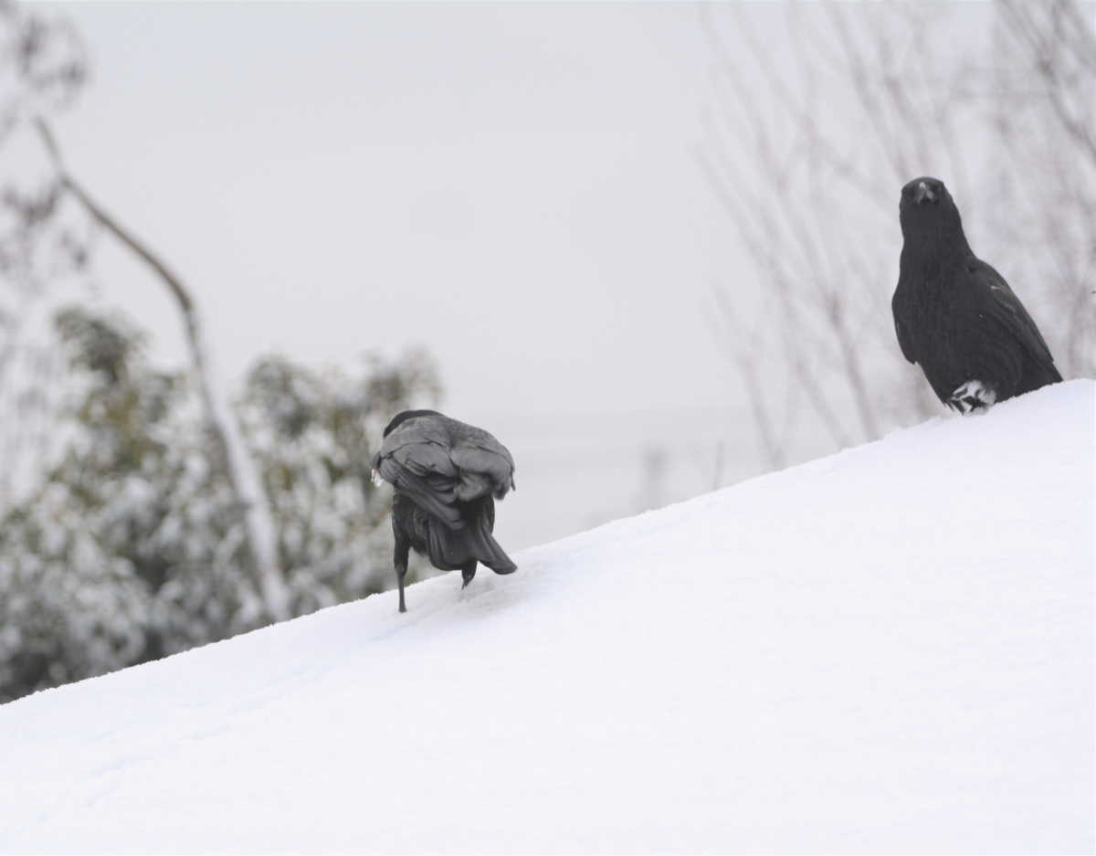 雪の日のカラス