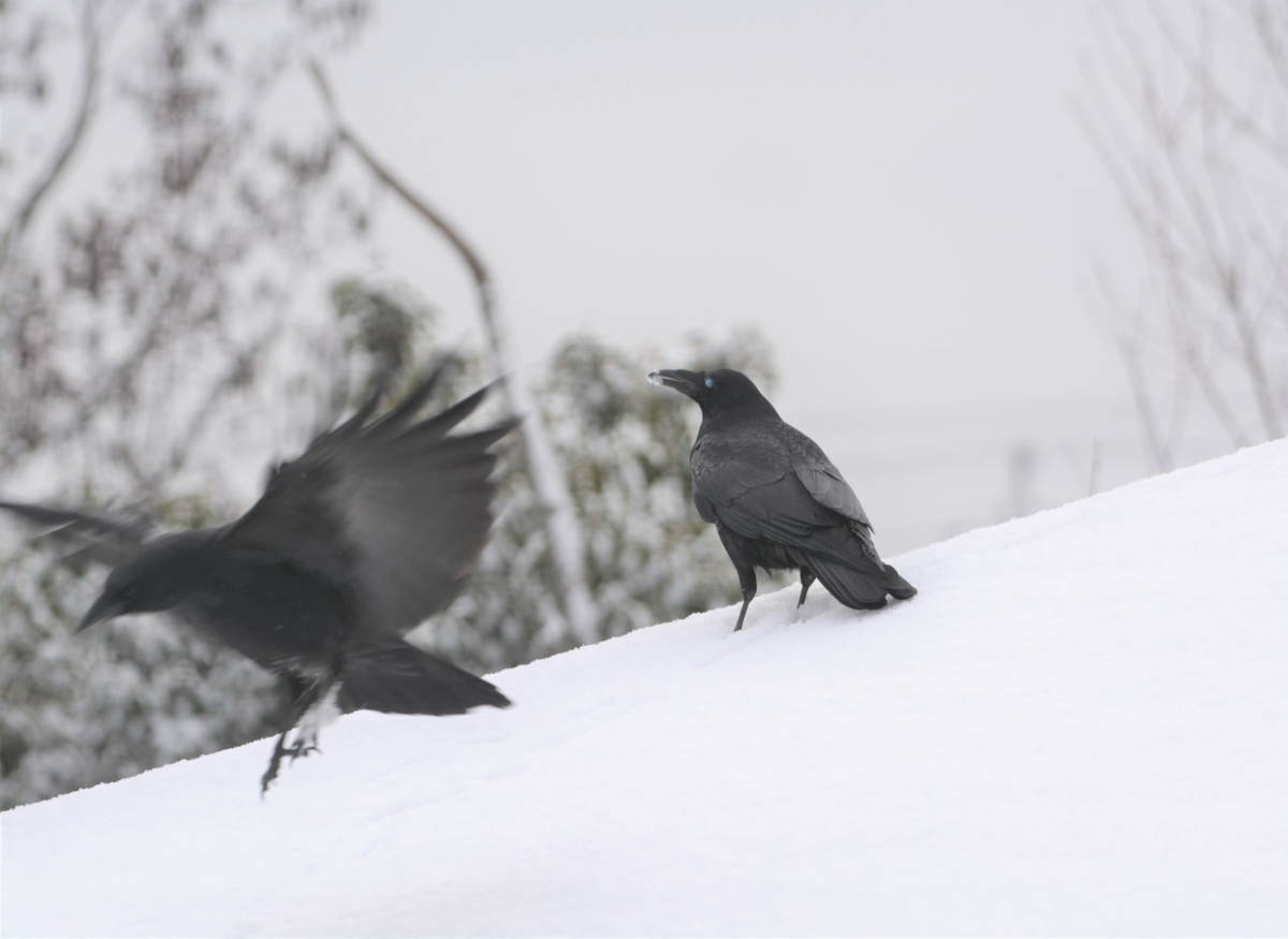 雪の日のカラス