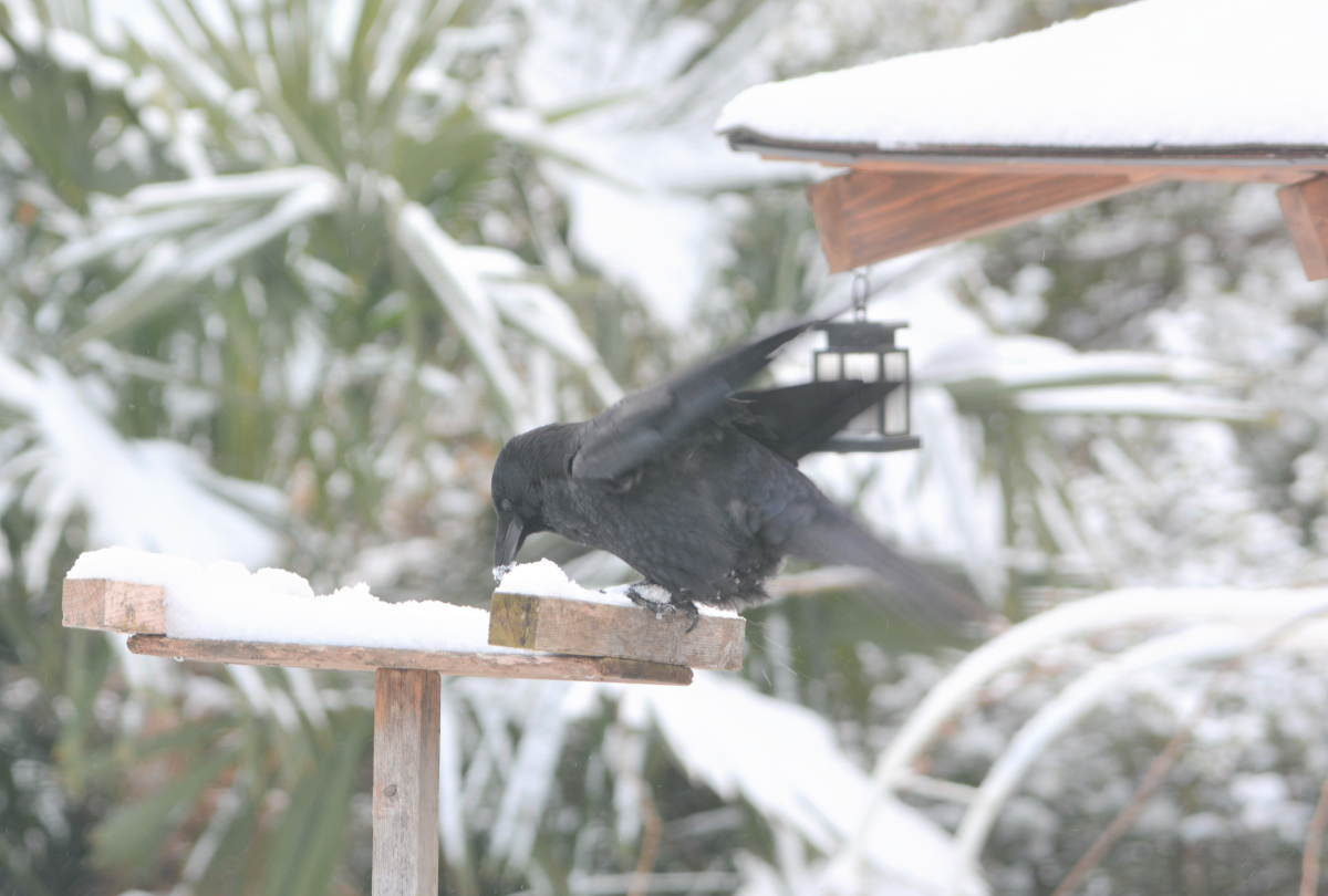 雪の日のカラス