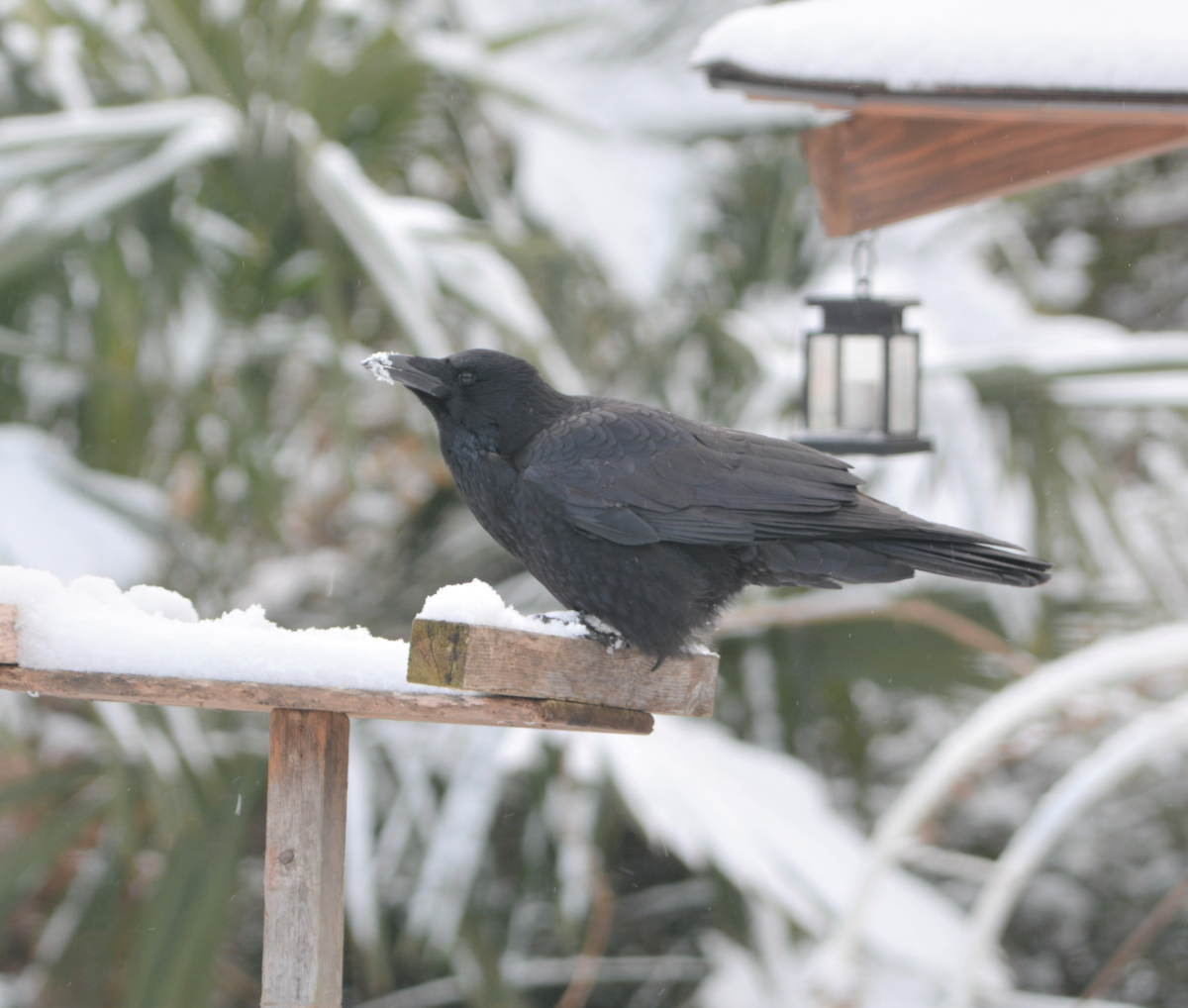雪の日のカラス